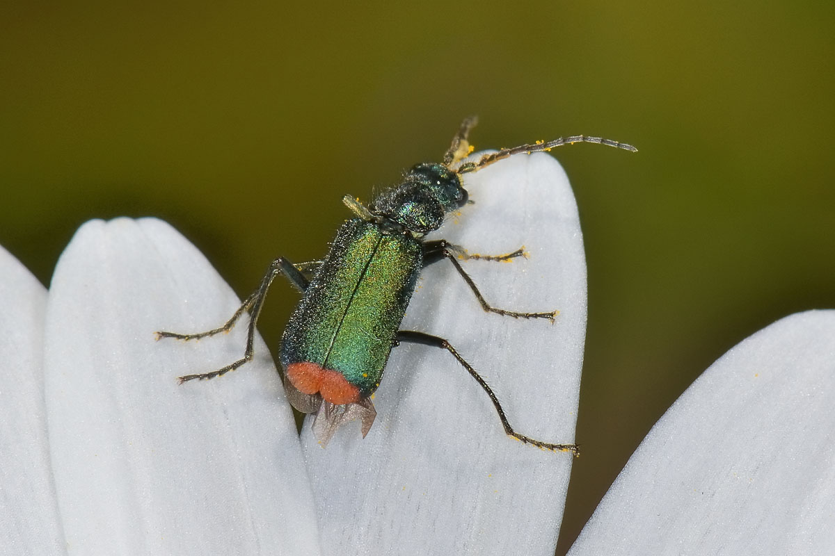 Malachiidae da id.:  Malachius australis (cf.)